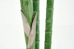 Online Flamant Arecapalm, Plant