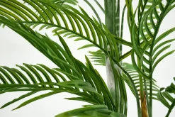 Online Flamant Arecapalm, Plant