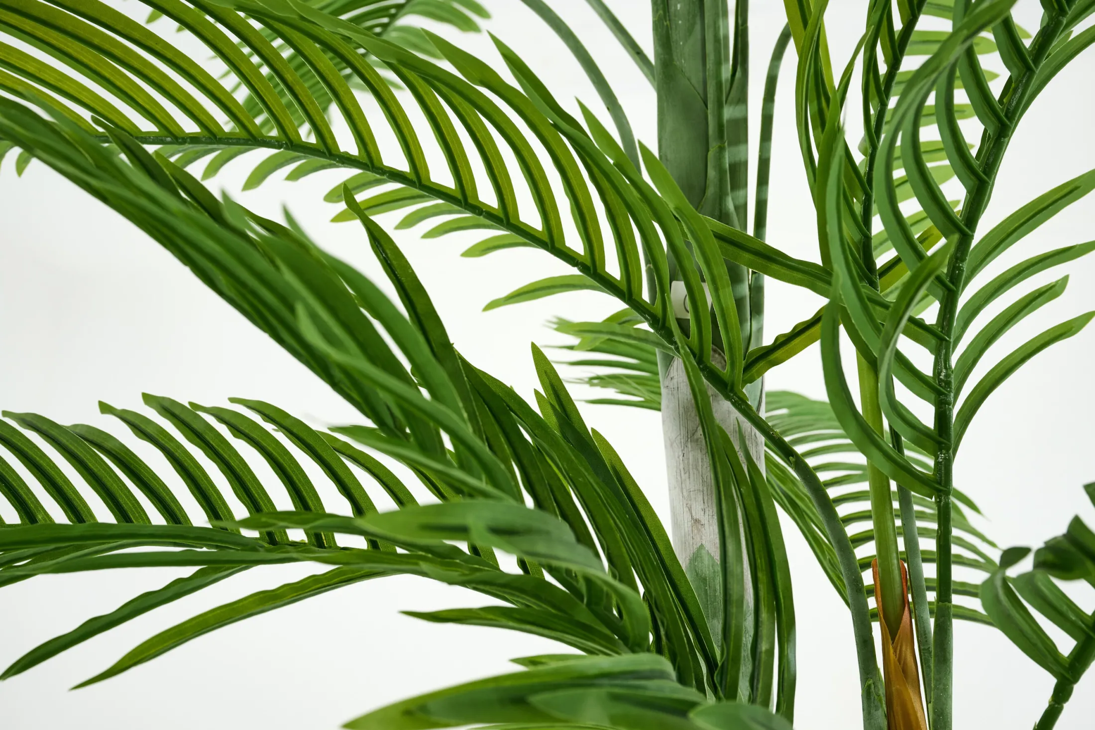 Online Flamant Arecapalm, Plant