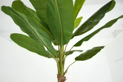 Clearance Flamant Bananenboom, Plant
