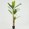 Outlet Flamant Bananenboom, Plant