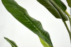 Outlet Flamant Bananenboom, Plant