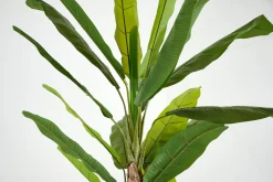 Outlet Flamant Bananenboom, Plant