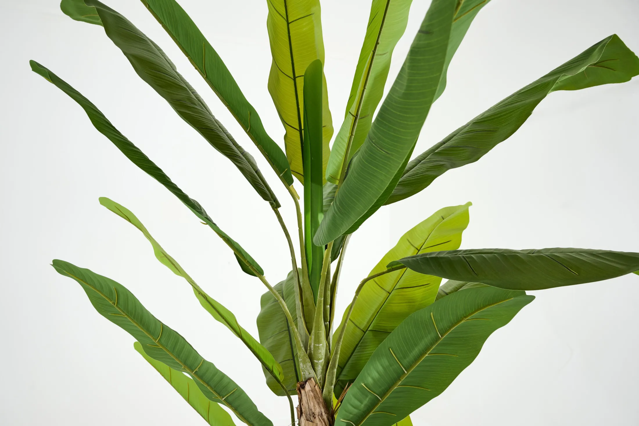 Outlet Flamant Bananenboom, Plant