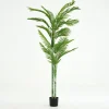 Clearance Flamant Betelpalm, Plant