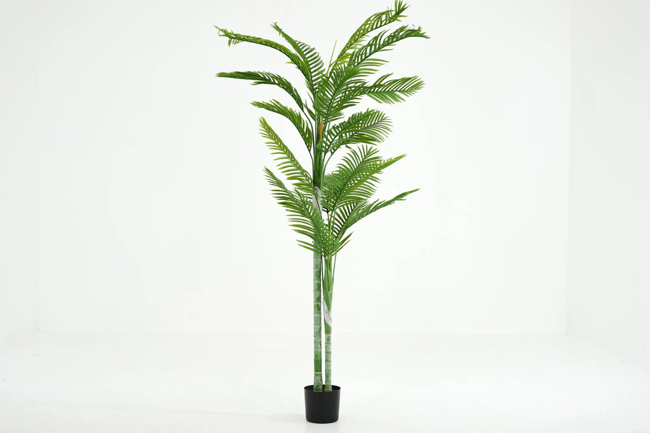 Clearance Flamant Betelpalm, Plant