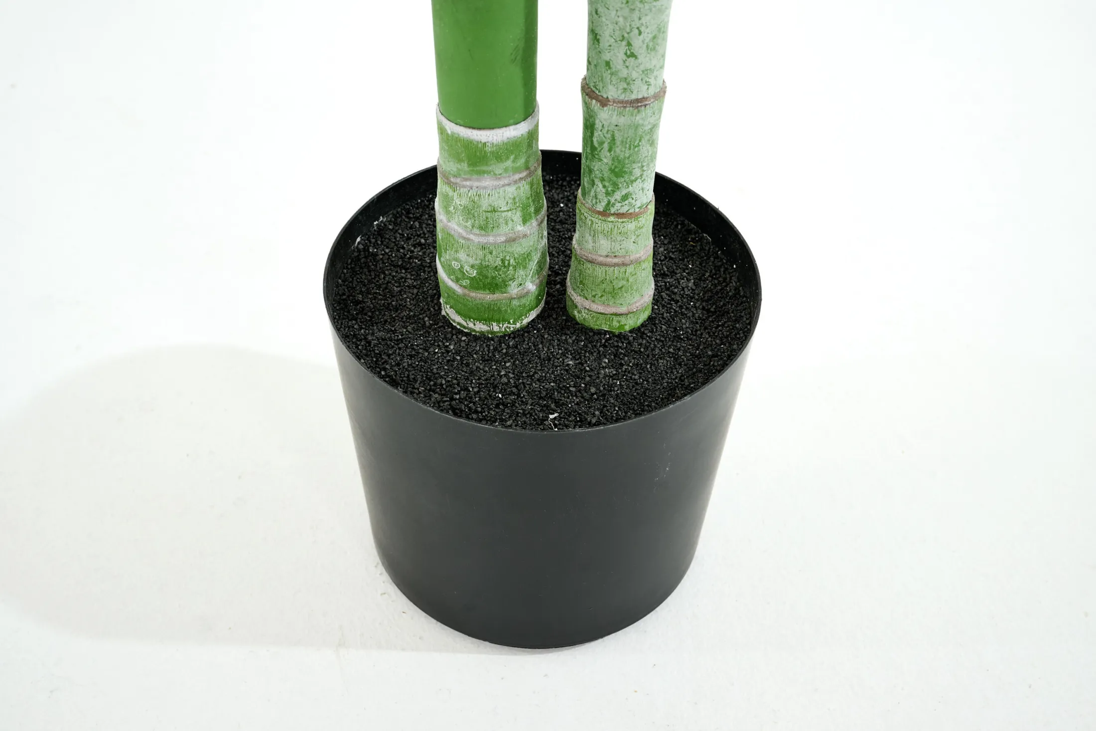 Clearance Flamant Betelpalm, Plant