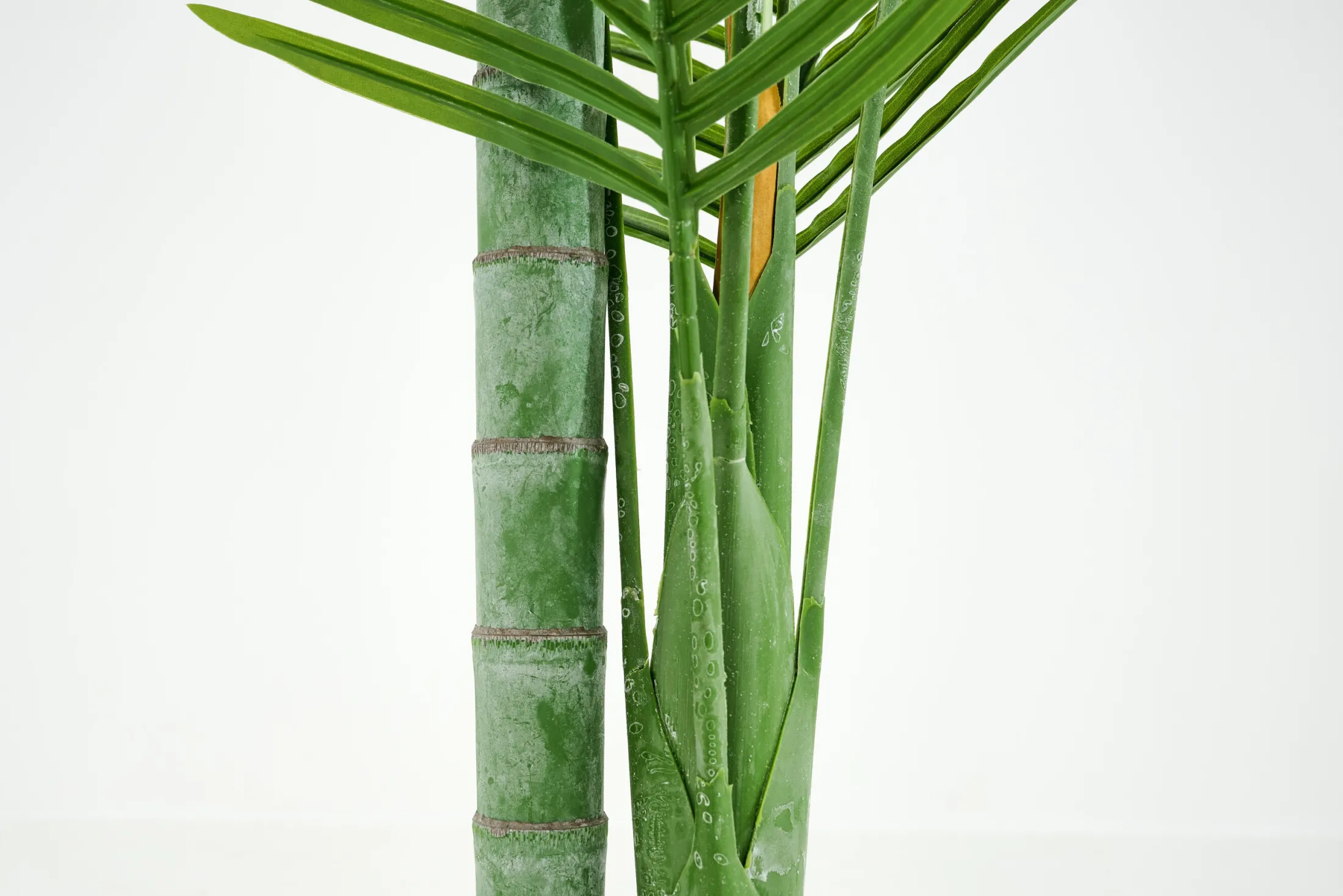 Clearance Flamant Betelpalm, Plant
