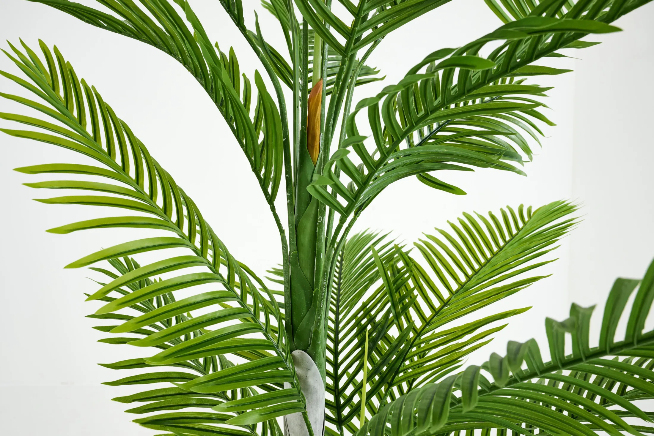 Clearance Flamant Betelpalm, Plant