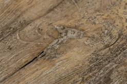 Online Flamant Dineen, Bijzettafel, Hout, Bruin, L