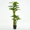 Best Flamant Monsteraplant, Plant