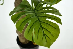 Best Flamant Monsteraplant, Plant