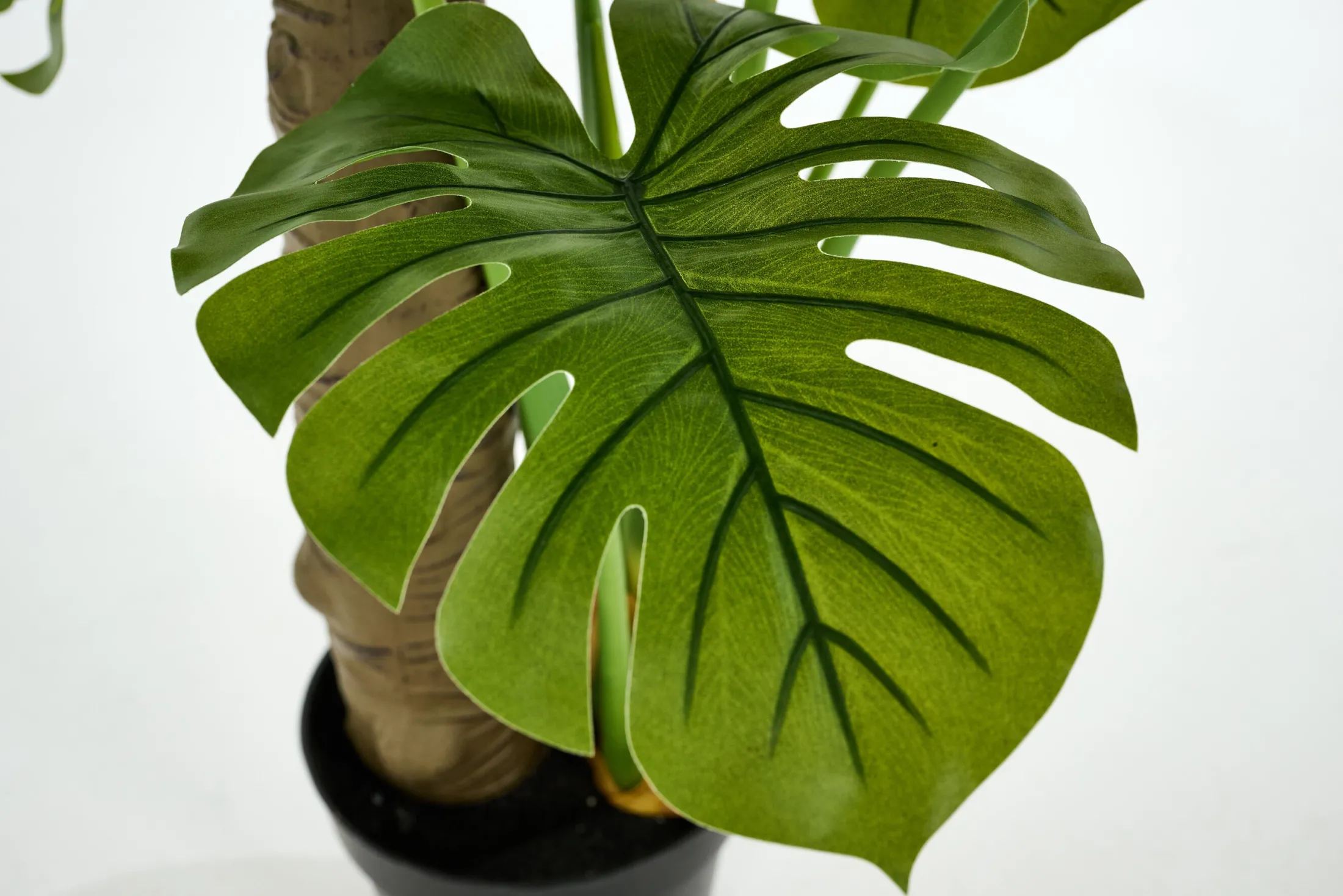 Best Flamant Monsteraplant, Plant
