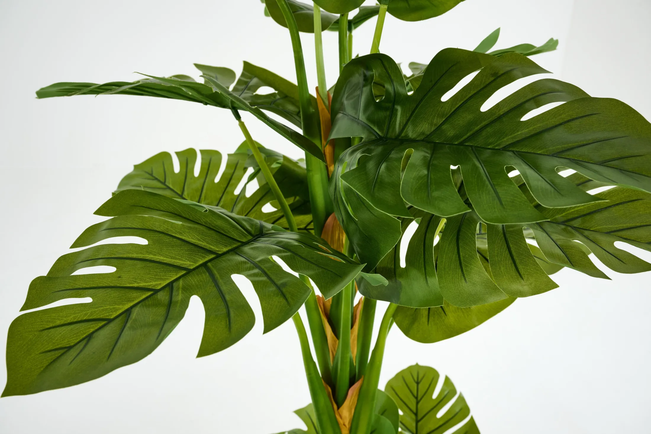 Best Flamant Monsteraplant, Plant